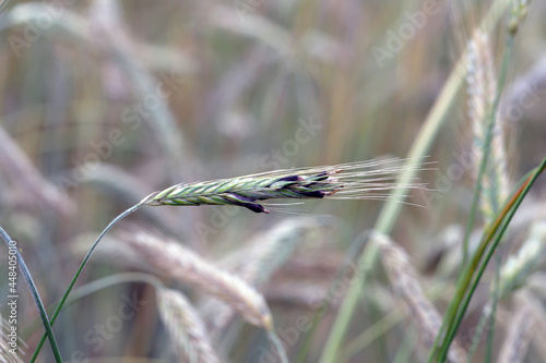 Claviceps purpurea, a poisonous fungal infection in cereals and grasses called the ergot fungus photo