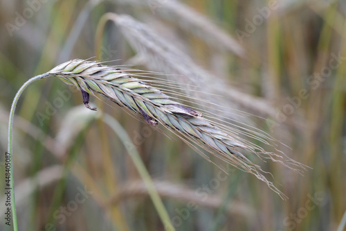 Claviceps purpurea, a poisonous fungal infection in cereals and grasses called the ergot fungus photo