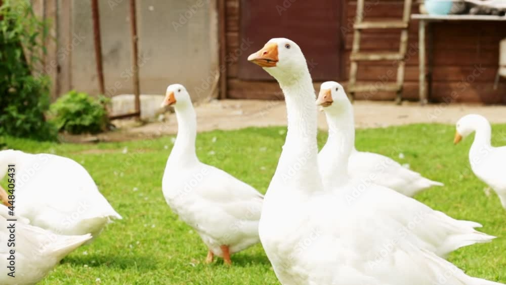 goose flock,group of white geese on a meadow in a farm yard goose flock,group of white geese on a meadow in a farm yard