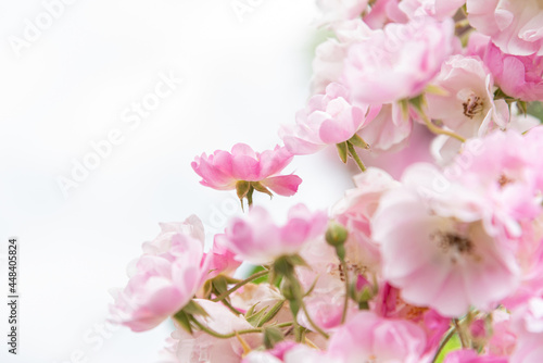 Rosenblüten-Strauch in rosa-weiß