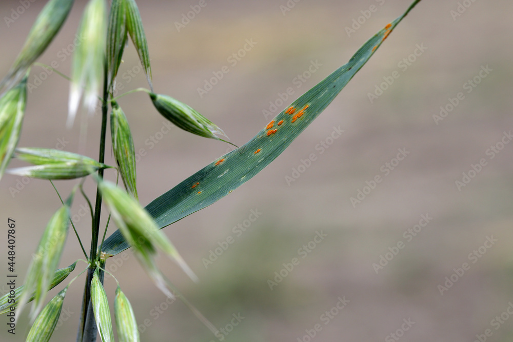 Stem rust, also known as cereal rust, black rust, red rust or red dust ...