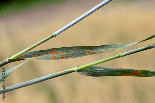 Stem rust, also known as cereal rust, black rust, red rust or red dust, is caused by the fungus Puccinia graminis, which causes significant disease in cereal crops. Symptoms of the disease on oats. photo