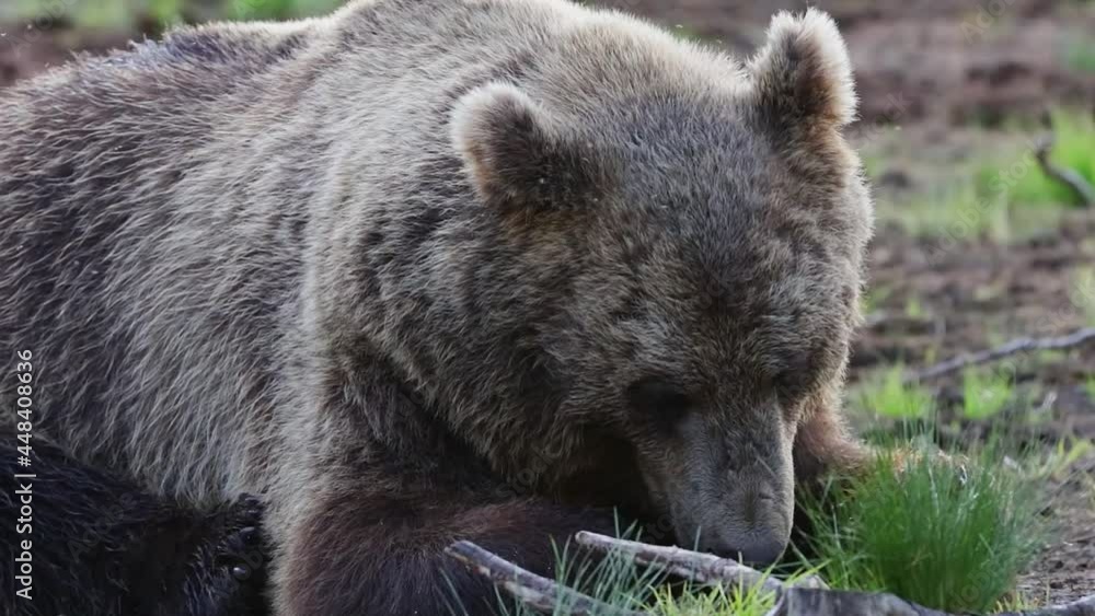 Bear eating in wilderness. Feeding bear in north Europe Bear eating in wilderness. Feeding bear in north Europe