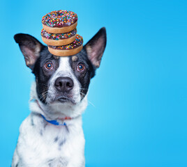 studio shot of a cute dog on an isolated background