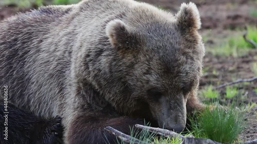 Wallpaper Mural Bear eating in wilderness. Feeding bear in north Europe Torontodigital.ca