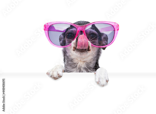 studio shot of a cute dog on an isolated background holding a blank white sign