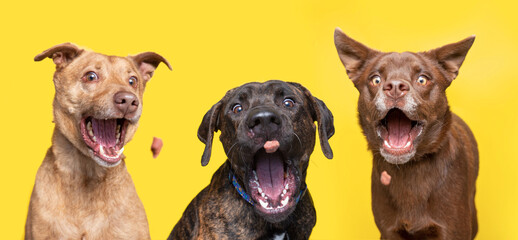 studio shot of cute dogs catching treats on an isolated background