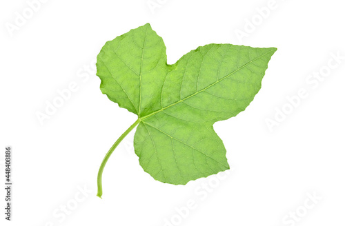 fresh Stinking Passion Flower leaves on white background closeup