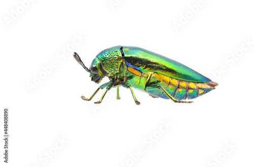 colorful Jewel beetle on white background closeup