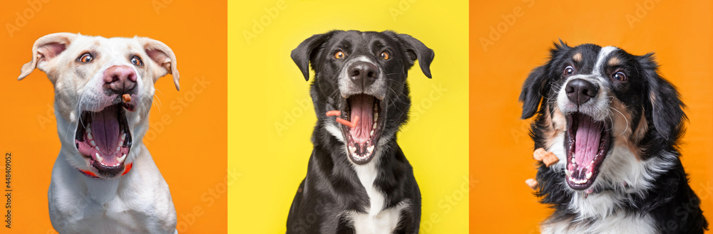 studio shot of cute dogs catching treats on an isolated background