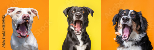 Photography studio shot of cute dogs catching treats on an isolated background