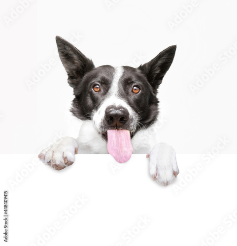studio shot of a cute dog on an isolated background holding a sign © annette shaff