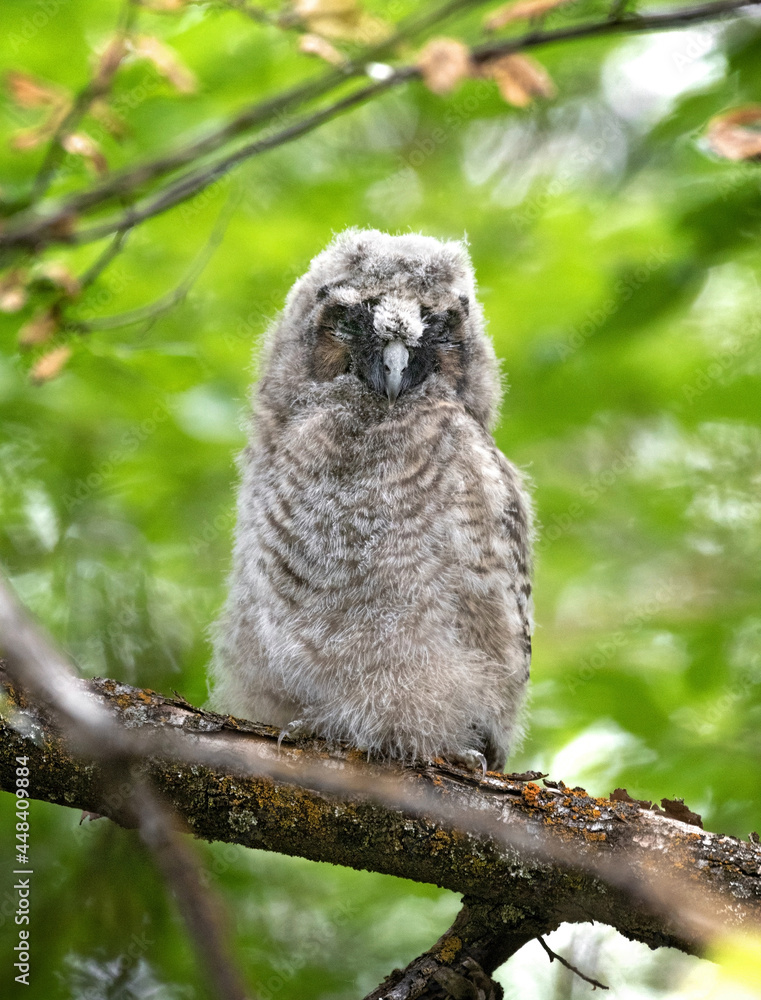 long eared owl in the forest long eared owl in the forest