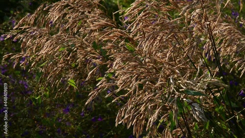 Fall meadow background with Holcus lanatus seed inflorescences fluttering in wind. Autumn nature pampas grassland photo