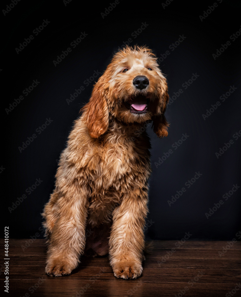 studio shot of a cute dog on an isolated background studio shot of a cute dog on an isolated background