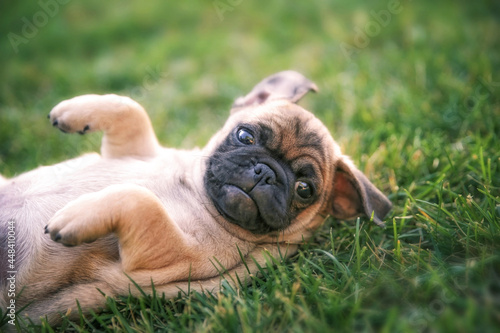 Фотография cute baby pug chihuahua mix called a chug playing on a green lawn