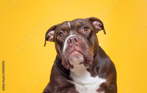 studio shot of a cute dog in front of an isolated background © annette shaff