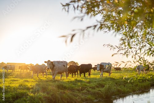 Fotografie cows at field going back inside during sunset with branch