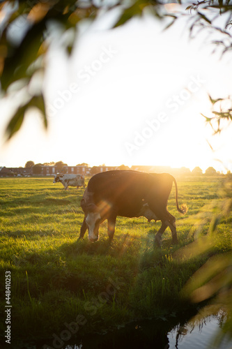 cow grazing in field at sunset with branch