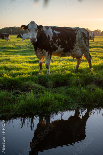 cow in field at sunset with reflection