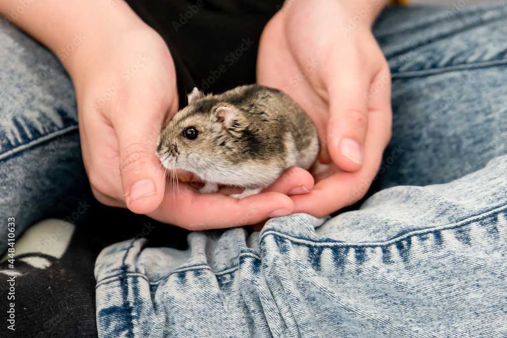 Standard agouti coloured winter white dwarf hamster behind held in a pair of hands Standard agouti coloured winter white dwarf hamster behind held in a pair of hands
