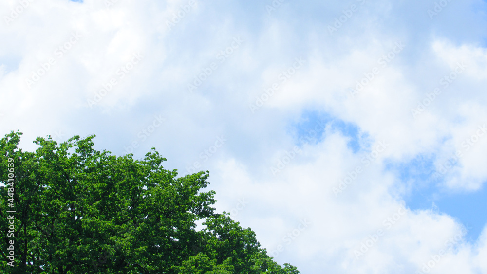 Green tree branches and blue sky. Nature background for your advertising, announcements or other projects Green tree branches and blue sky. Nature background for your advertising, announcements or other projects