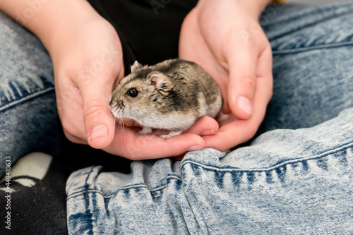 Standard agouti coloured winter white dwarf hamster behind held in a pair of hands