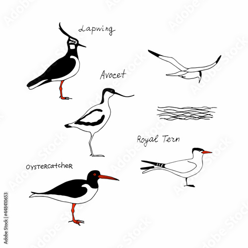Birds with names. Vector drawing line silhouette image set.