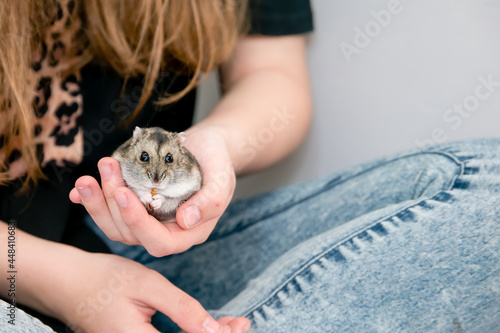 Agouti coloured winter white dwarf pet hamster eating a mealworm and being held in a hand photo