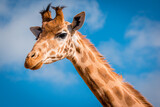 Close up of the head of a giraffe against the sky