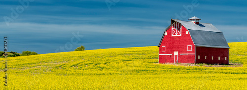 Obraz na płótnie Red barn in a yellow field of Canola Rapeseed