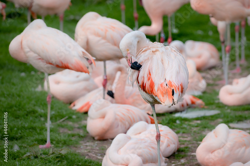 A Chilean flamingo grooming pink feathers in a flamboyance photo