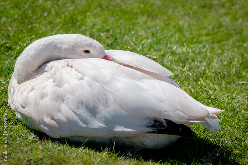 A white coscoroba swan resting on grass with head tucked into its wings photo