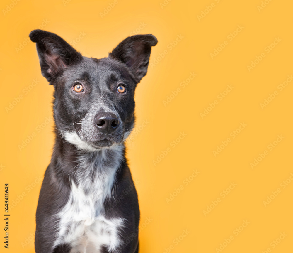 studio shot of a cute dog in front of an isolated background studio shot of a cute dog in front of an isolated background