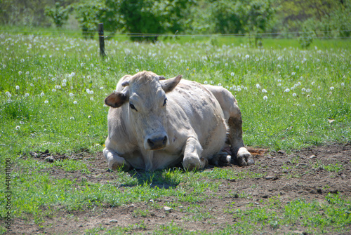 Grazing cow in the Langhe, Piedmont - Italy