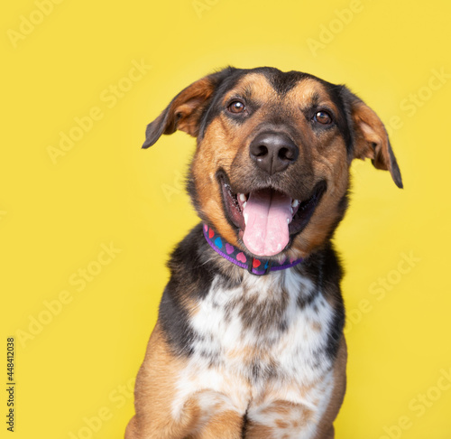 studio shot of a cute dog in front of an isolated background