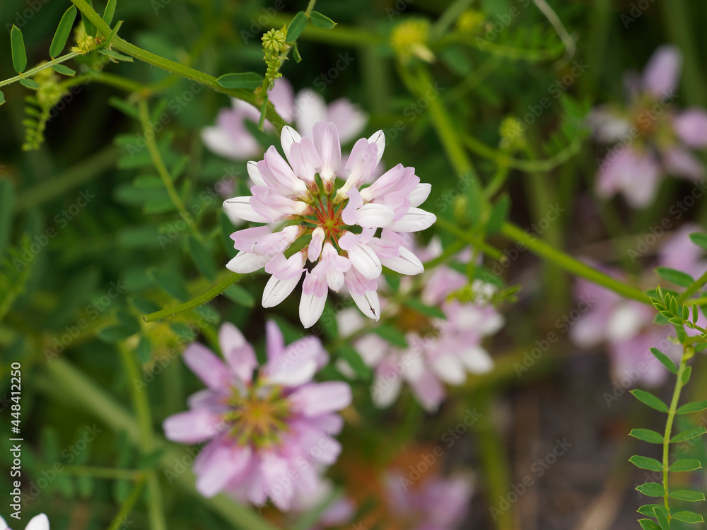 Securigera ou coronilla varia | Fleurs de Coronilles bigarrées ou changeantes groupées en ombelles panachées de rose, rouge, violet et blanc Securigera ou coronilla varia | Fleurs de Coronilles bigarrées ou changeantes groupées en ombelles panachées de rose, rouge, violet et blanc