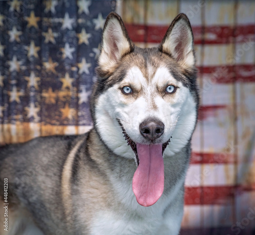 studio shot of a cute dog in front of the American flag
