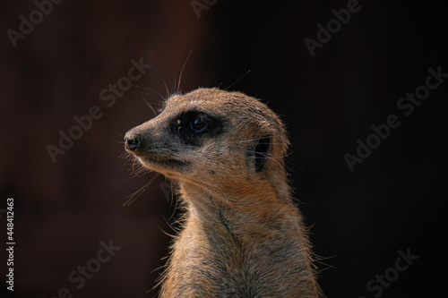 meerkat on guard © Sebeso