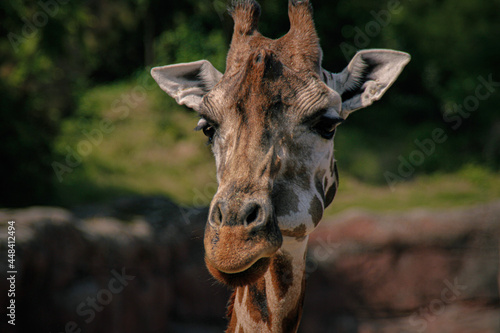 portrait of a giraffe © Sebeso