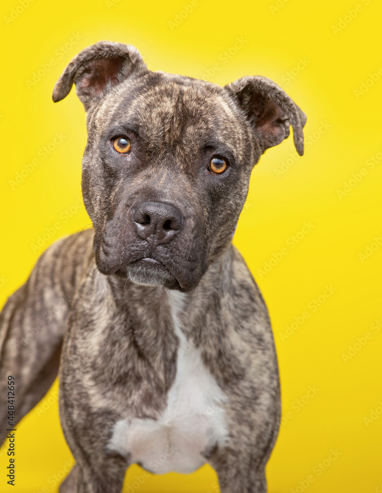 studio shot of a cute dog in front of an isolated background studio shot of a cute dog in front of an isolated background