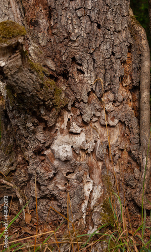 Un gros plan de l´écorce d´un chêne attaquée par des insectes parasites.