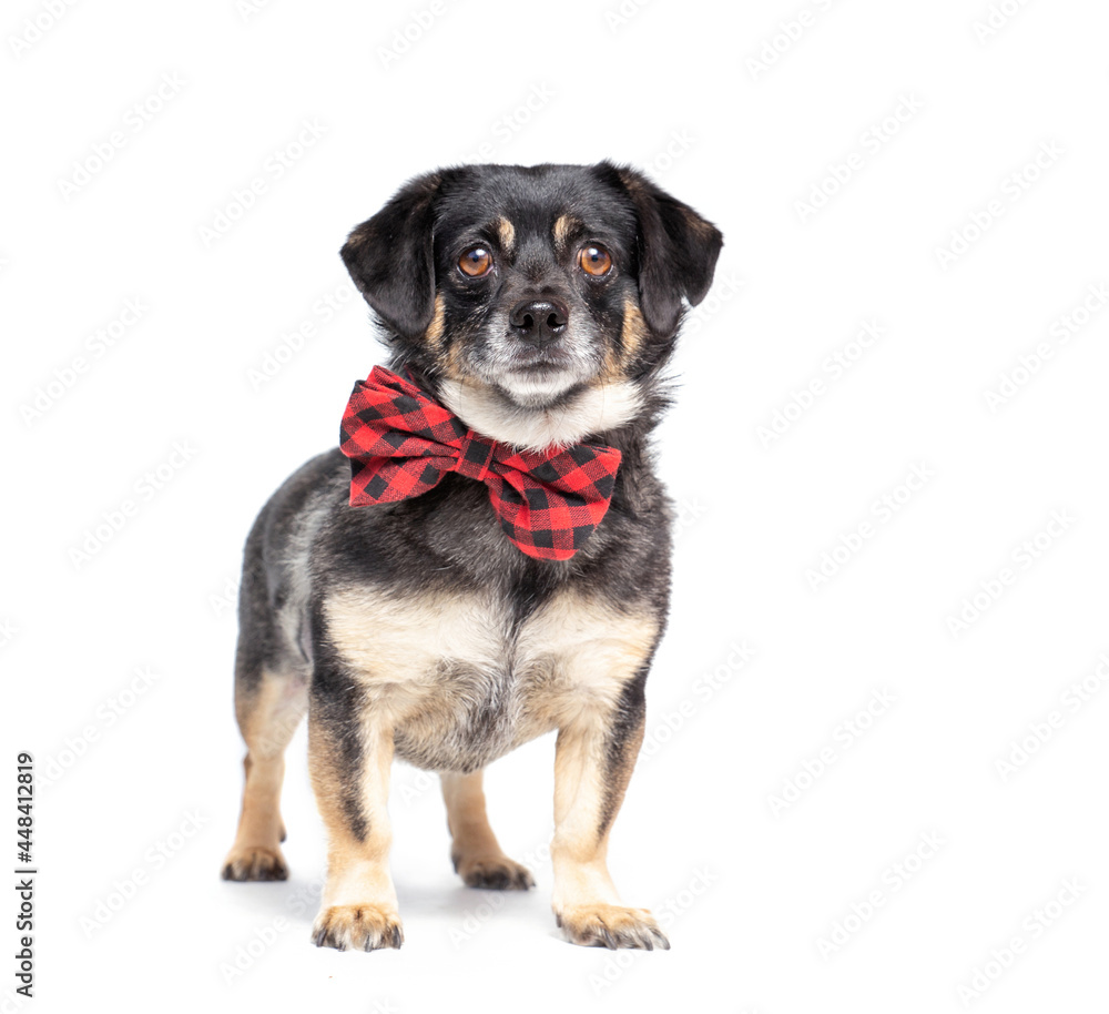 studio shot of a cute dog in front of an isolated background