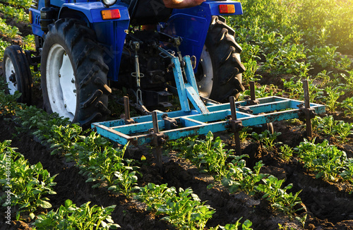 Blue tractor with a plow is cultivating a field of potatoes. Agroindustry equipment. Farm machinery. Crop care, soil quality improvement. Plowing and loosening ground. Field work cultivation.
