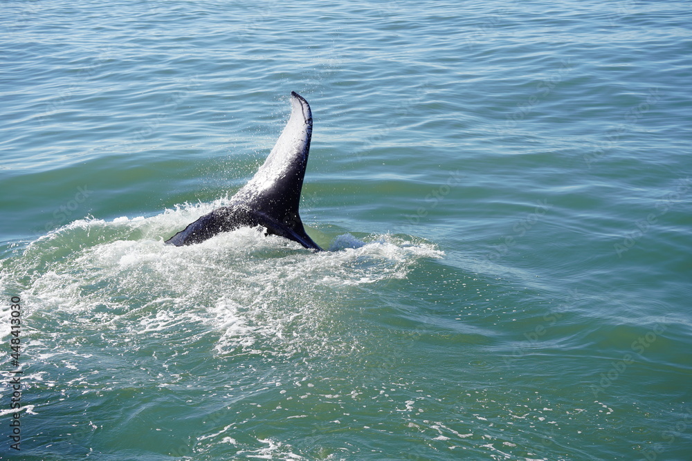 Fototapeta premium ホエールウオッチング クジラ 尾びれ レジャー 海 楽しい 夏休み バンクーバー 海上レジャー マリンレジャー 鯨