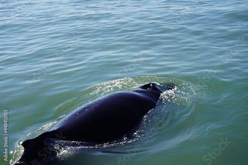 ホエールウオッチング クジラ 背びれ レジャー 海 楽しい 夏休み バンクーバー 海上レジャー マリンレジャー 鯨