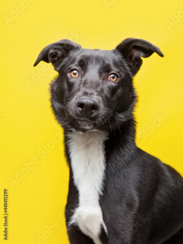 studio shot of a cute dog in front of an isolated background