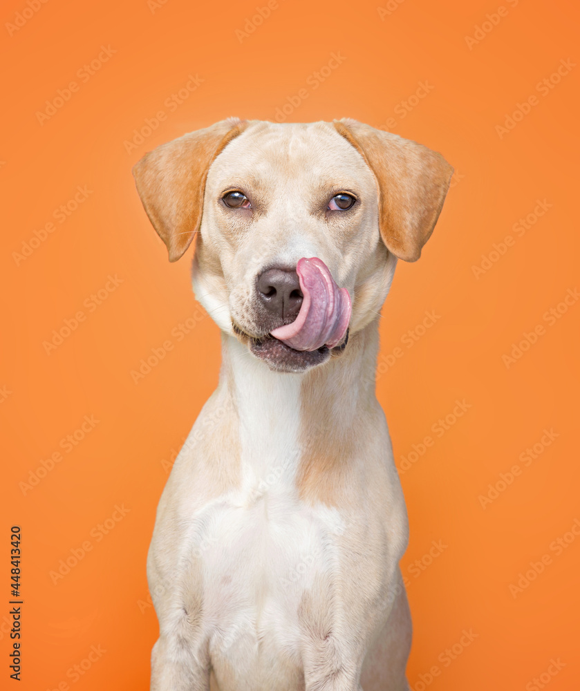 studio shot of a cute dog in front of an isolated background studio shot of a cute dog in front of an isolated background