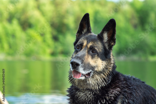 Training of the Eastern European Shepherd dog on the lake shore with aport photo