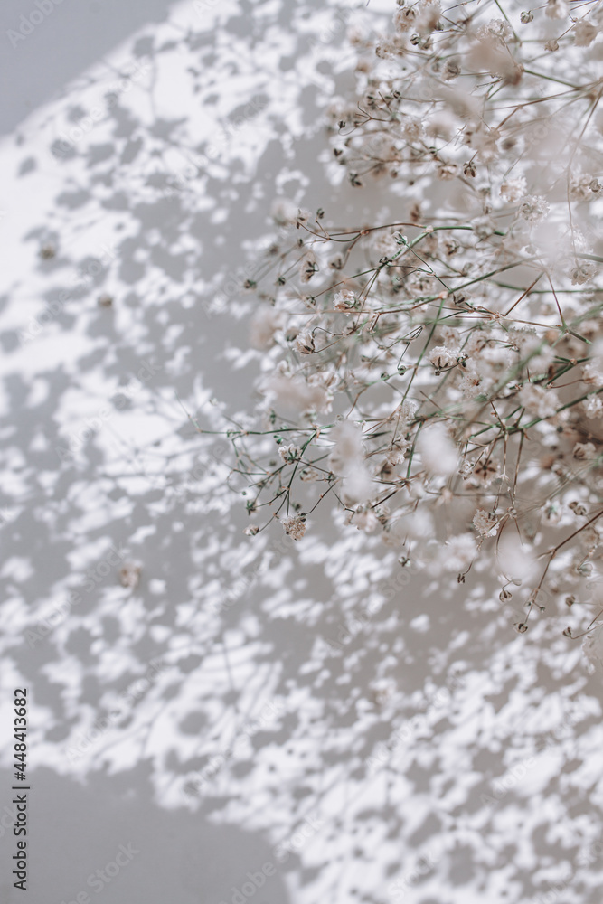 gypsophila flowers on the windowsill gypsophila flowers on the windowsill